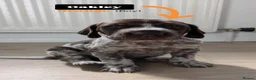 German Shorthaired Pointer dogs for sale: Gorgeous Black and Liver ticked GSP puppies - Advert 28