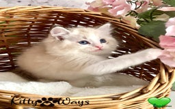 Ragdoll cats for sale: 🐾🩷*TICA REG* LYNX TABBY EU RAGDOLL KITTENS🩵🐾 - Image 20