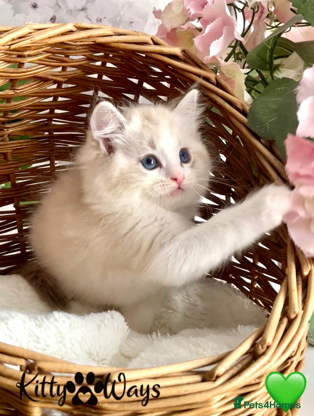Ragdoll cats for sale: 🐾🩷*TICA REG* LYNX TABBY EU RAGDOLL KITTENS🩵🐾 - Image 20
