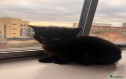 Mixed Breed cats for sale: Beautiful Mixed Kittens - Advert 5