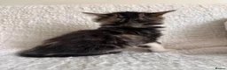 Maine Coon cats for sale: GORGEOUS MAINE COON KITTENS - Advert 3