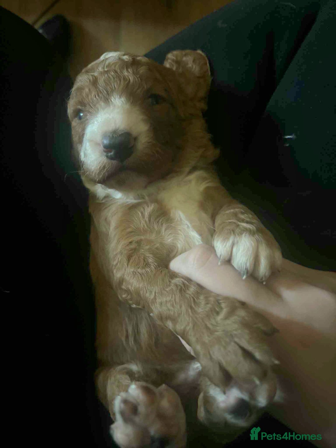 Cockapoo dogs for sale: Only two puppies left! Ready to go 9th December! - Advert 7