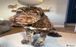 Mixed Breed dogs for sale: SprockerPoo Puppies ready 16/12 - Advert 12