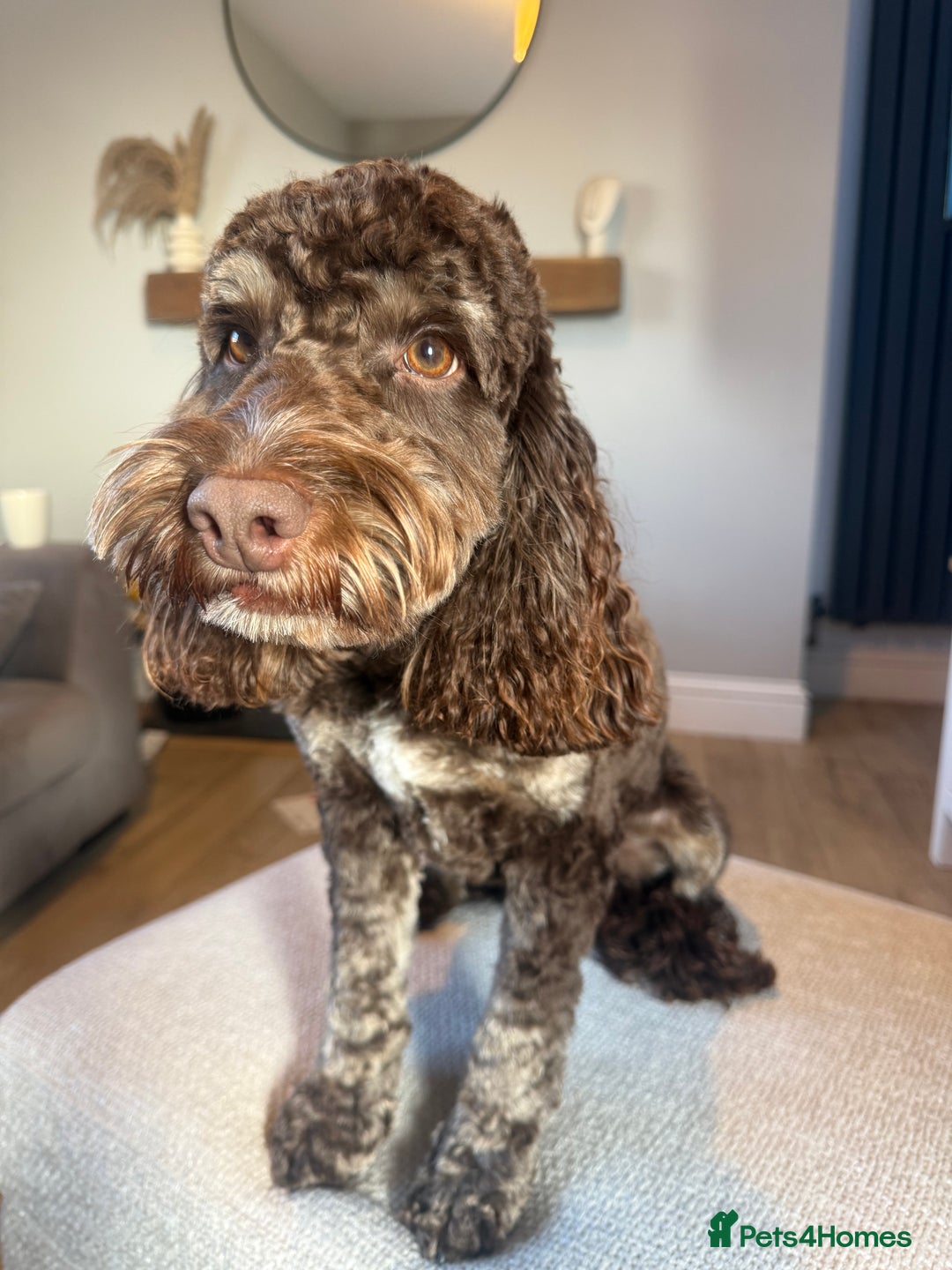 Mixed Breed dogs for sale: SprockerPoo Puppies ready 16/12 - Advert 12