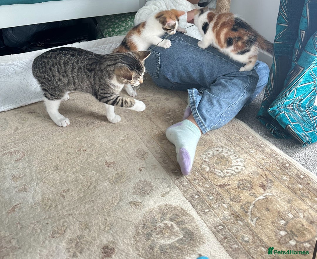 Domestic Shorthair cats for sale: Chloe and Zoe - Image 12
