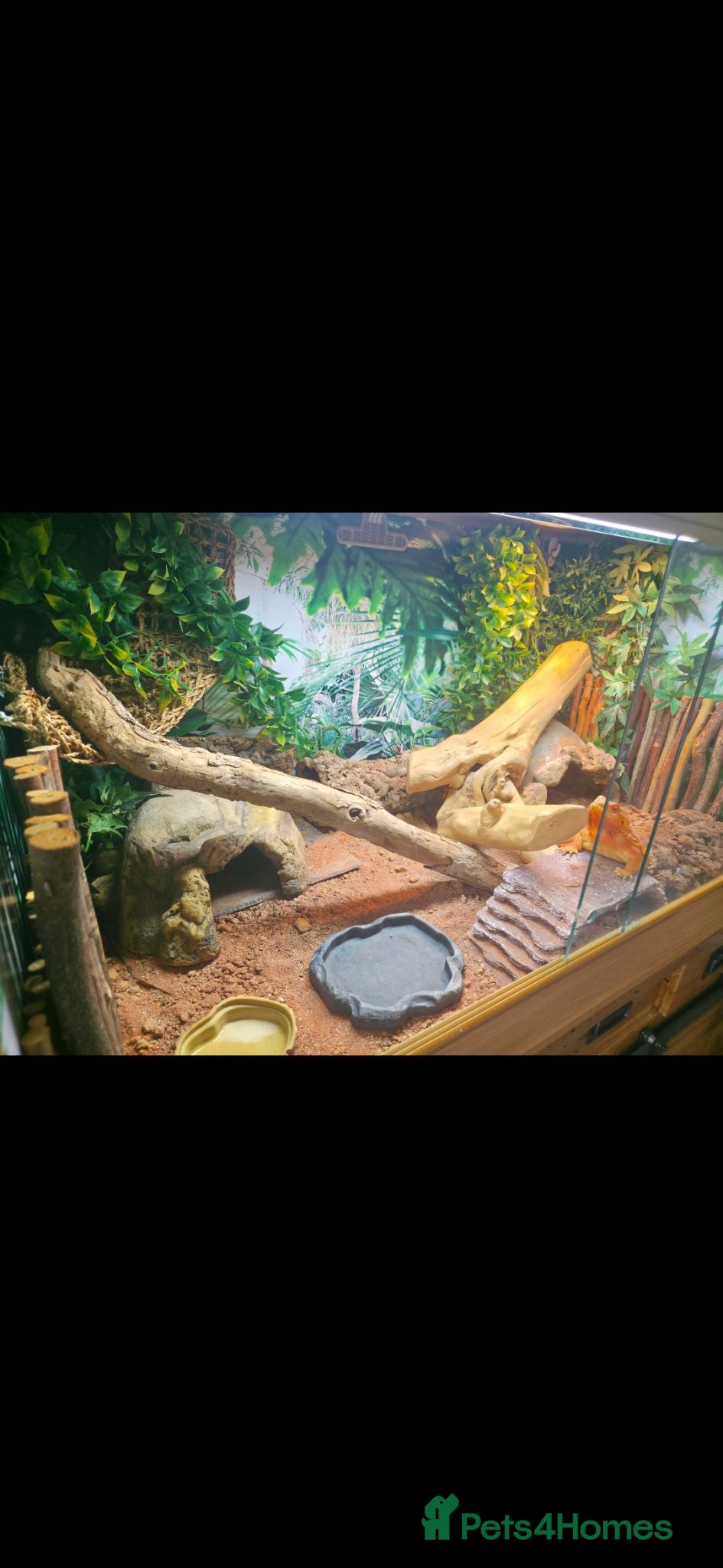 Bearded Dragon reptiles Bearded Dragon and enclosure for Sale - Advert 2