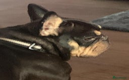 French Bulldog dogs for adoption: 💙WINSTON-LITTLE FRENCHIE BOY WITH A BIG HEART💙 - Advert 6