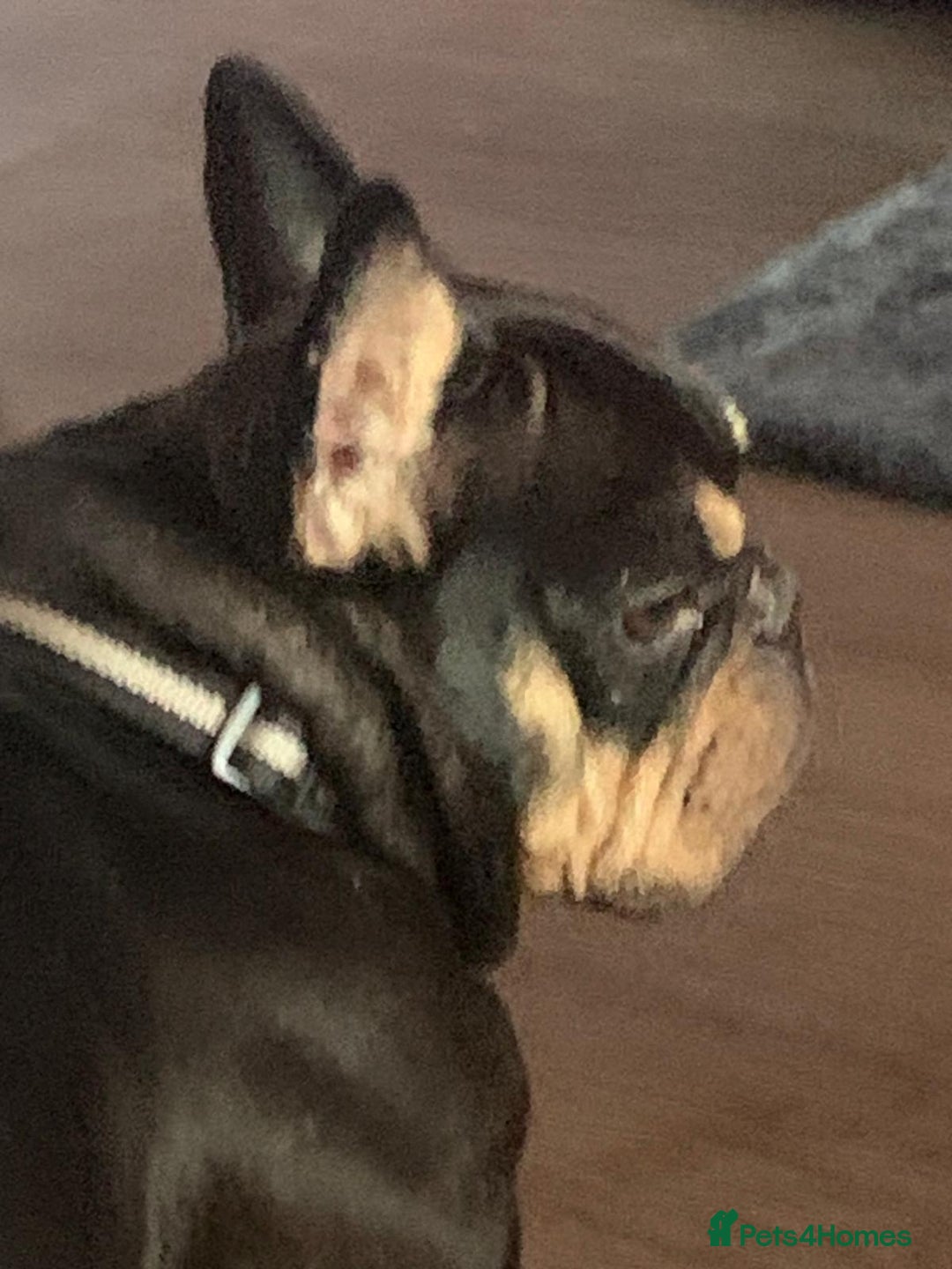 French Bulldog dogs for adoption: 💙WINSTON-LITTLE FRENCHIE BOY WITH A BIG HEART💙 - Advert 6