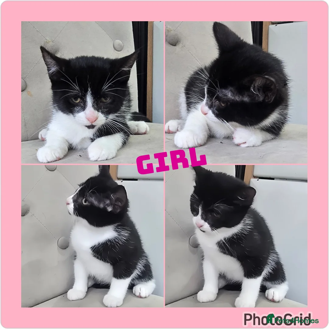 Mixed Breed cats for sale: X4 lovely kittens looking for there forever homes in Witham - Advert 2