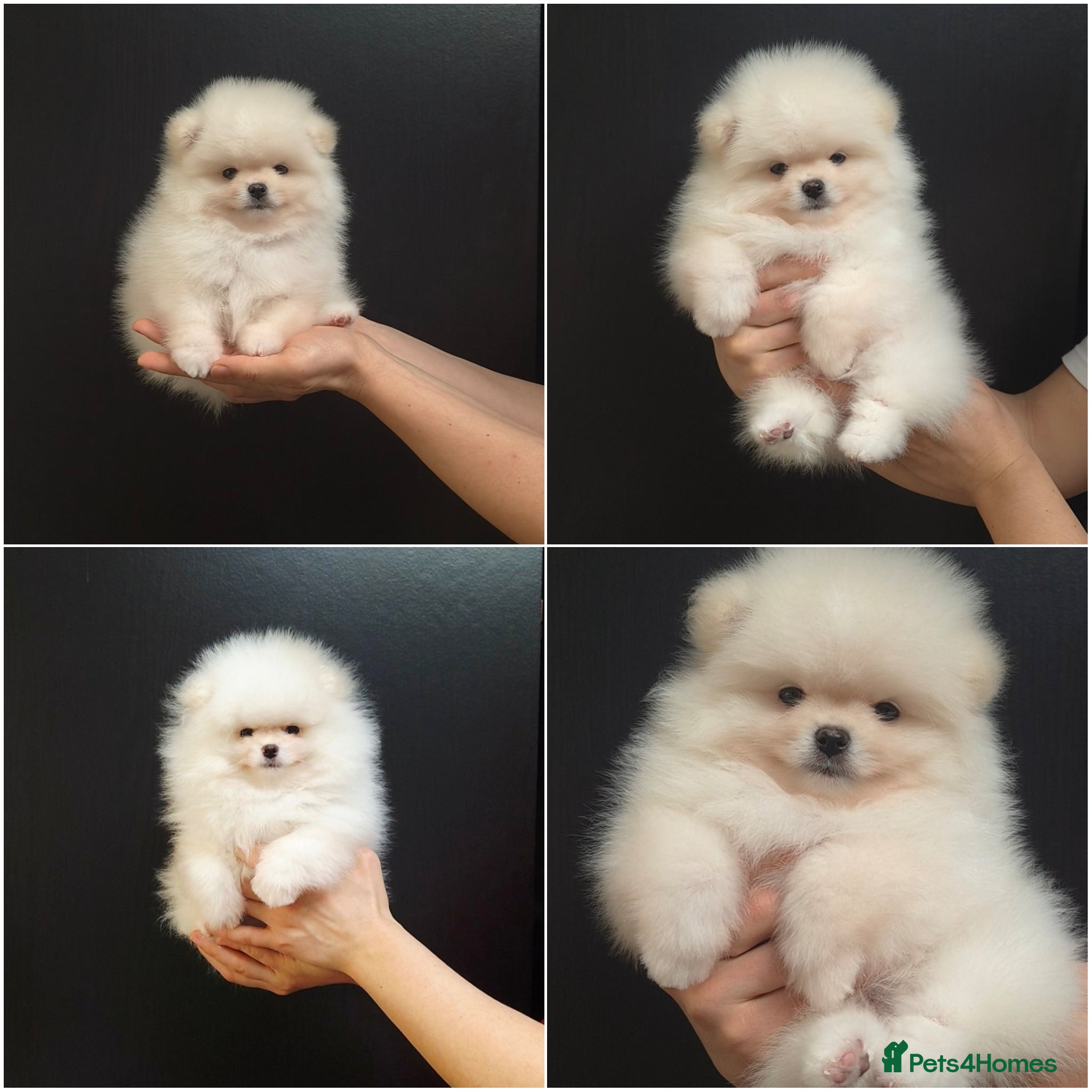 Pomeranian dogs Quality Pomeranian Puppies Chunky Teddy Bear Type - Advert 1