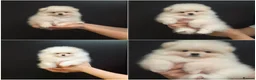 Pomeranian dogs for sale: Top Quality Chunky Teddy Bear Type Pomeranian Boys - Advert 1