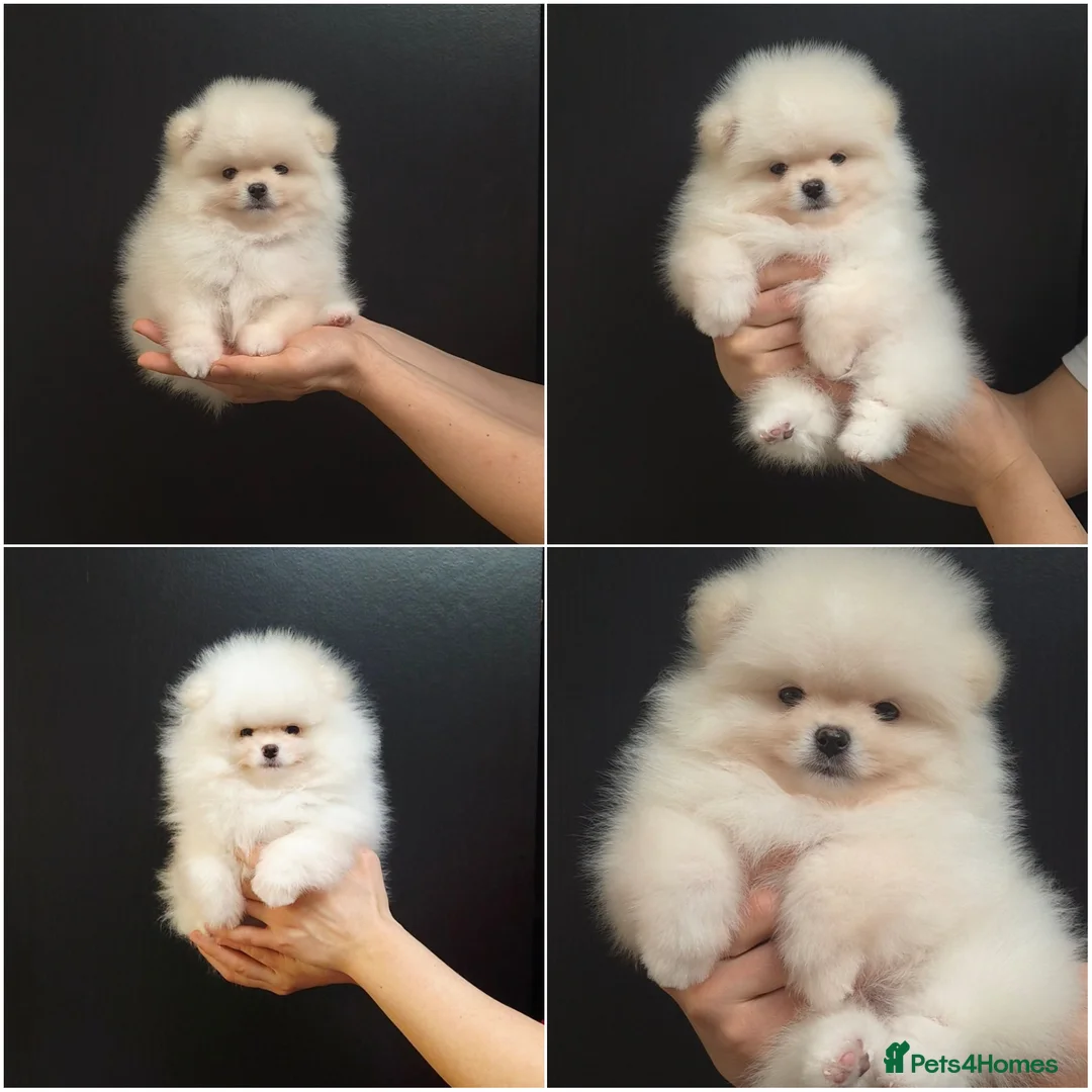 Pomeranian dogs for sale: Top Quality Chunky Teddy Bear Type Pomeranian Boys - Advert 1