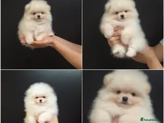 Pomeranian dogs for sale: Top Quality Chunky Teddy Bear Type Pomeranian Boys - Advert 1