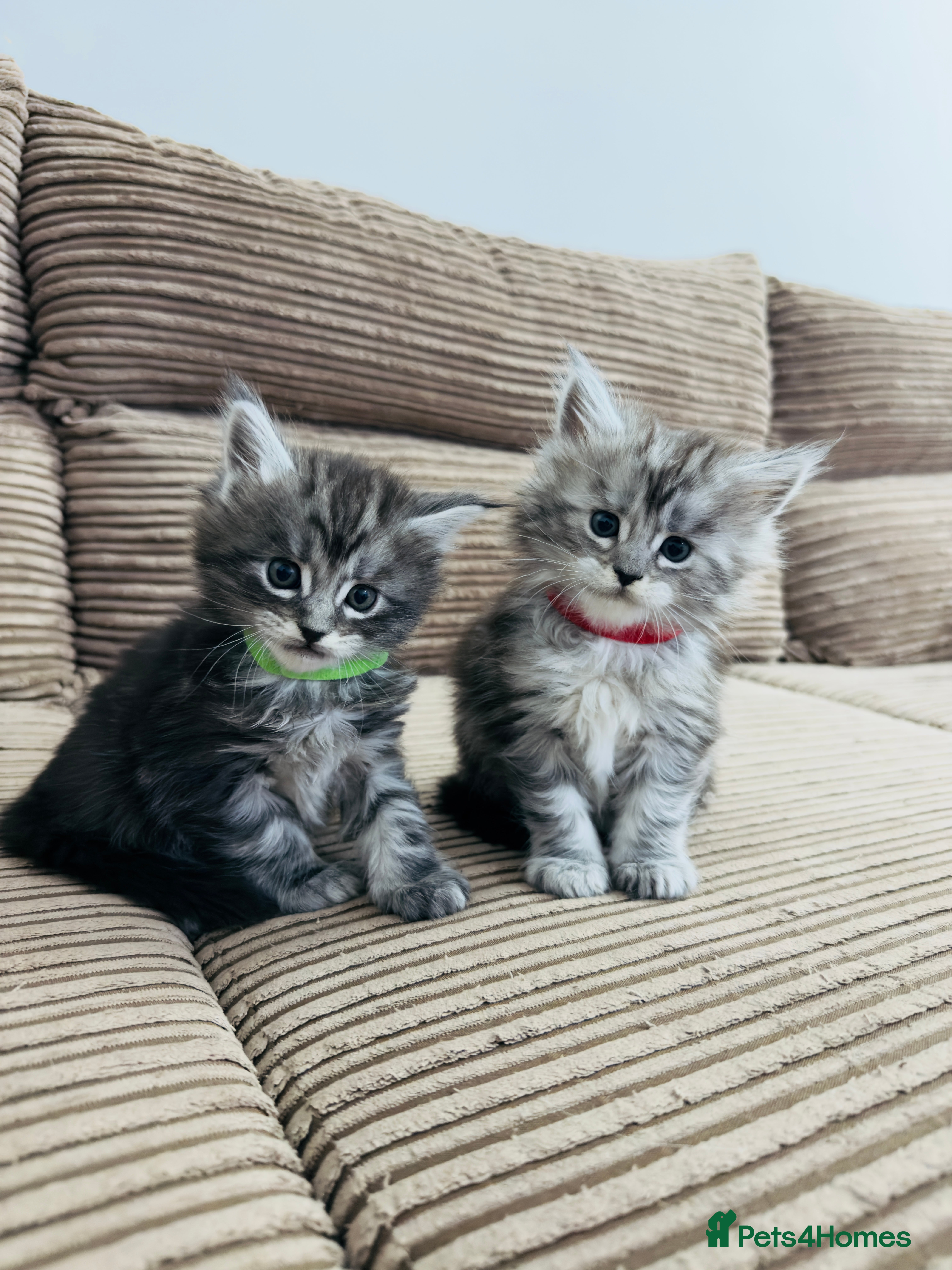 Maine Coon cats 🐾 Stunning Maine Coon Kittens🐾 - Advert 13