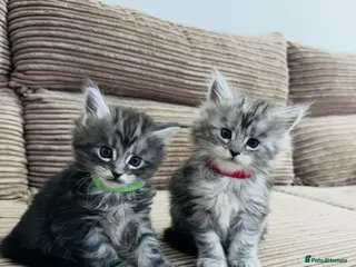 Maine Coon cats 🐾 Stunning Maine Coon Kittens🐾 - Advert 4