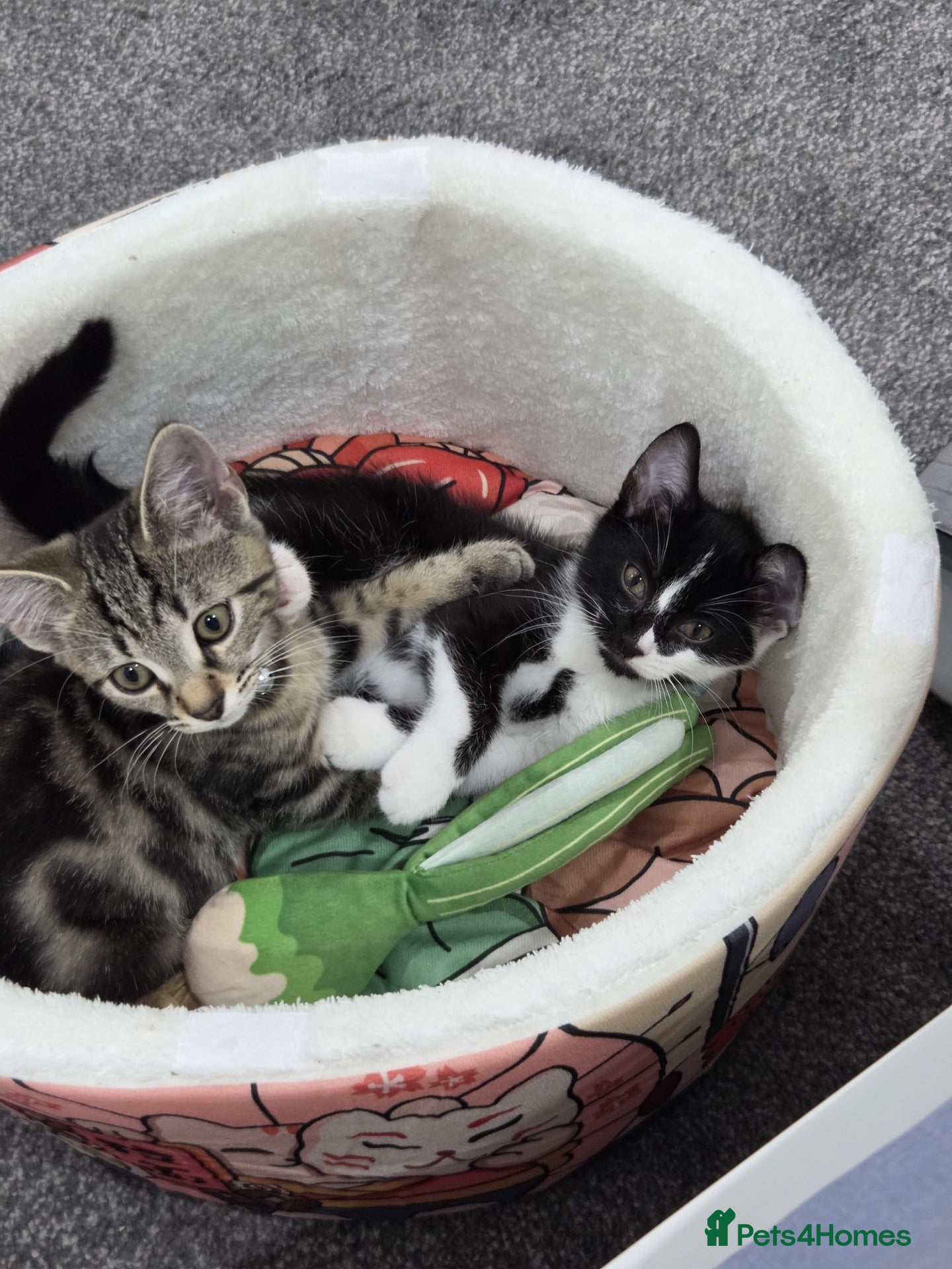 Domestic Shorthair cats for sale: Adorable bonded brothers - Advert 10