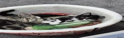 Domestic Shorthair cats for sale: Adorable bonded brothers in Birmingham - Advert 1