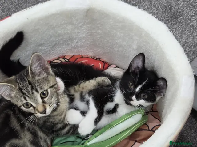 Domestic Shorthair cats for sale: Adorable bonded brothers - Advert 10