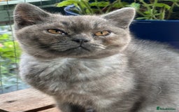 British Shorthair cats for sale: GORGEOUS BSH KITTENS in Oldham - Image 1