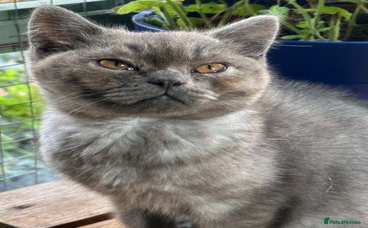 British Shorthair cats in Oldham - Advert 14