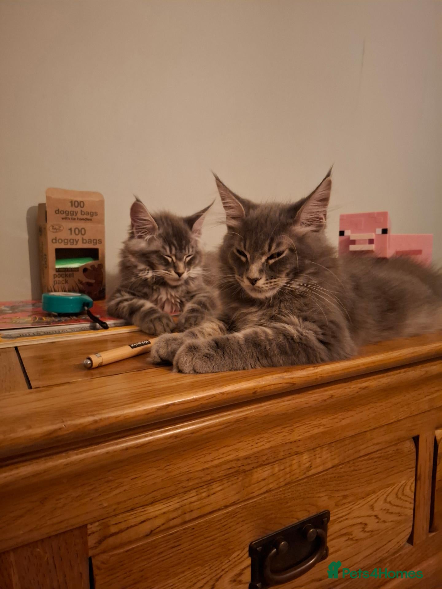 Maine Coon cats Tica registered Maine coon kittens - Advert 1