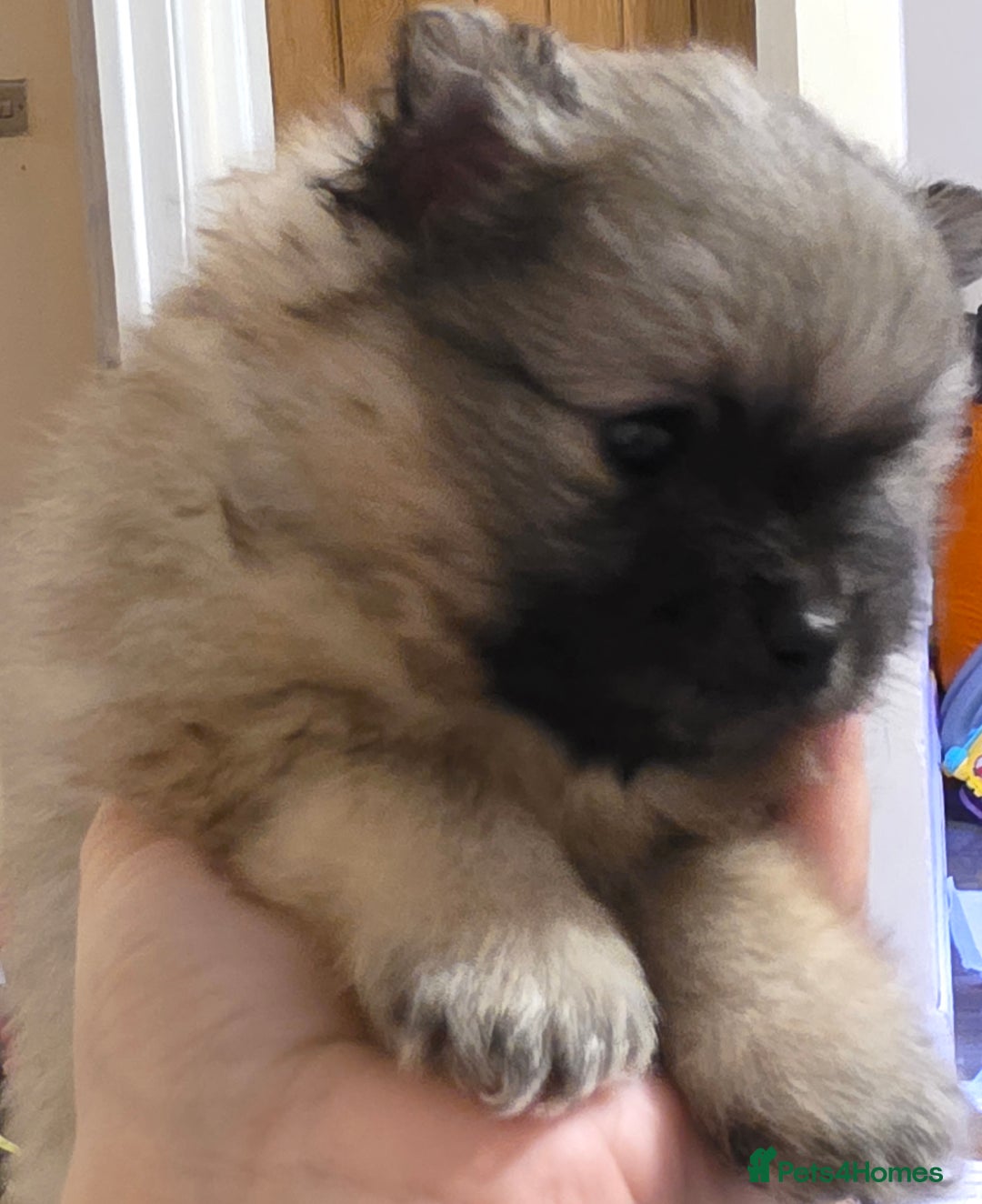 Pomeranian dogs for sale: Hello - Advert 7