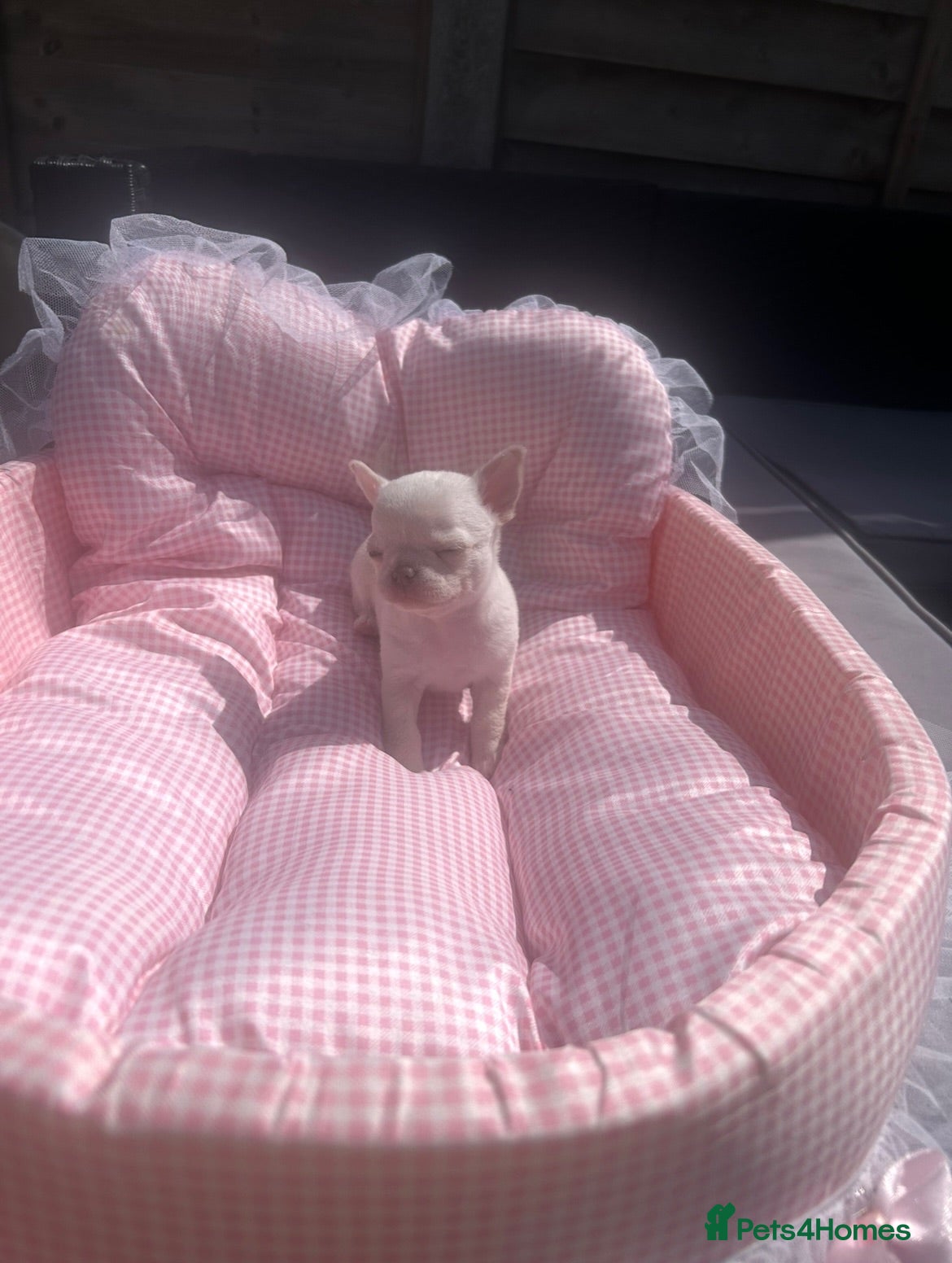 Chihuahua dogs Beautiful Chihuahua boys  - Advert 2