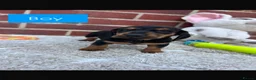 Dachshund dogs for sale: 5 gorgeous miniature dachshund puppy’s🐶 in Cullompton - Advert 31