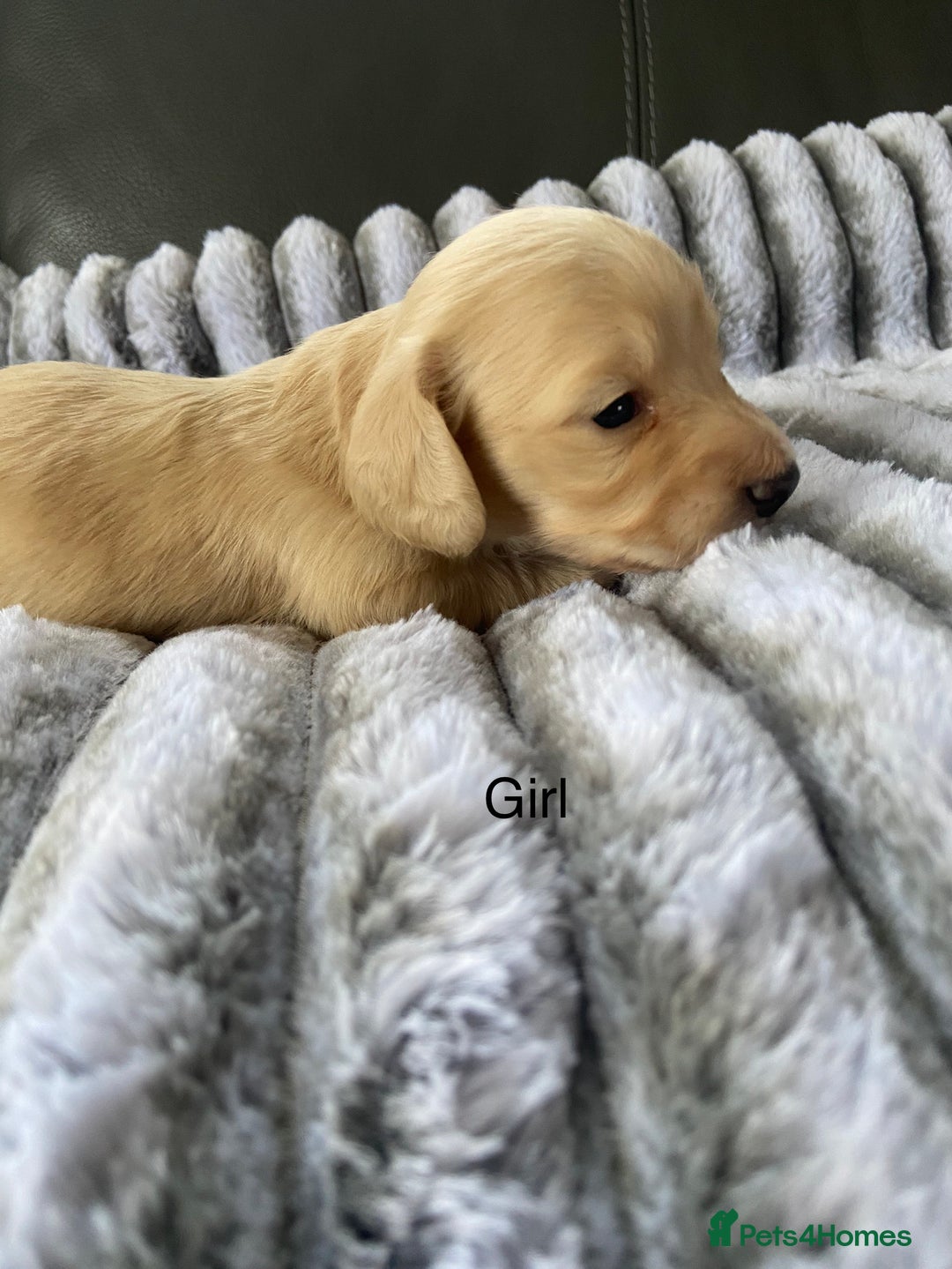 Dachshund dogs for sale: kC Longhair dachshunds  - Advert 3