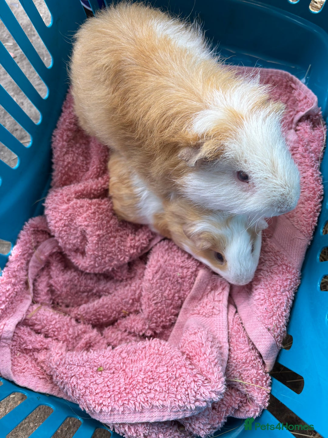 Guinea Pig rodents for sale: 2 x boars - Image 2