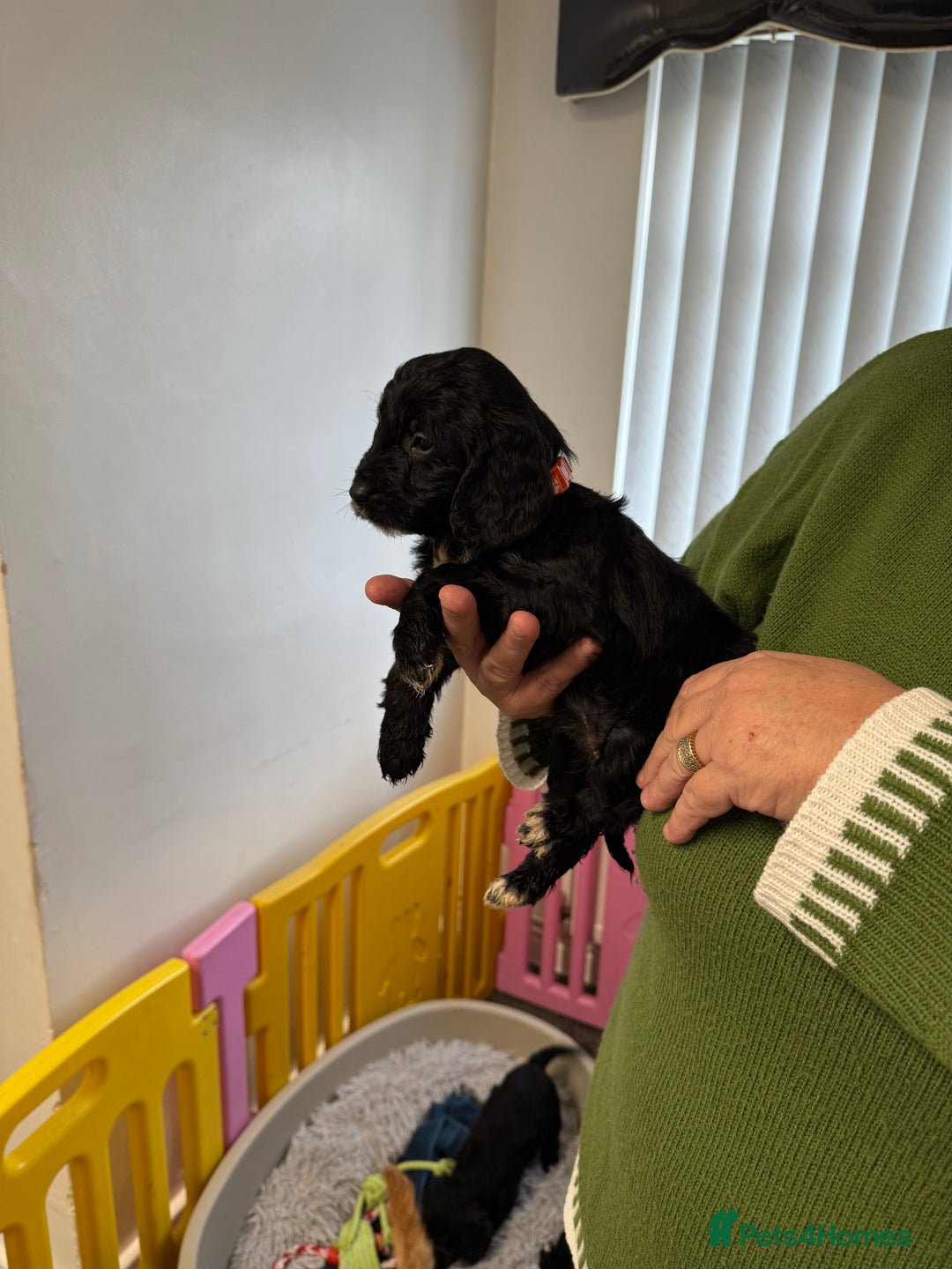 Cockapoo dogs for sale: ready now F1 cockerpoos - Image 5