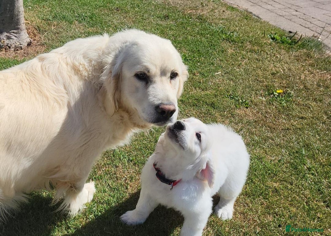 Golden Retriever dogs for sale: Beautiful Golden Retriever puppies - Image 8