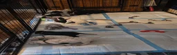 Mixed Breed dogs for sale: Dalmatian x cocker spaniel puppies  - Advert 19
