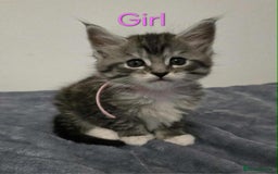 Maine Coon cats for sale: 4 Maine Coon kittens  - Image 10