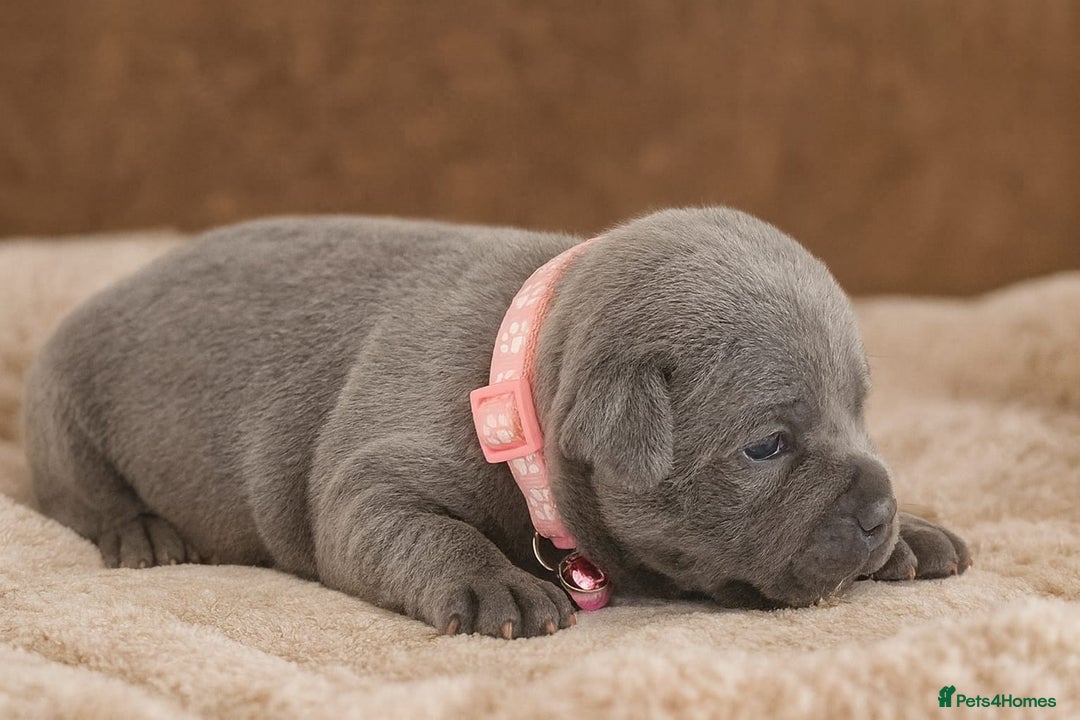 Staffordshire Bull Terrier dogs for sale: VALGO TOP GUN PUPPIES NOW AVAILABLE WOW 😍  - Advert 5