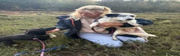 Mixed Breed dogs for adoption: Jessie - Norwich Norfolk  in Norwich - Advert 9