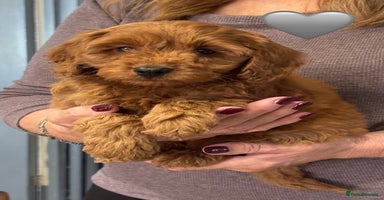 Cockapoo dogs - Advert 1