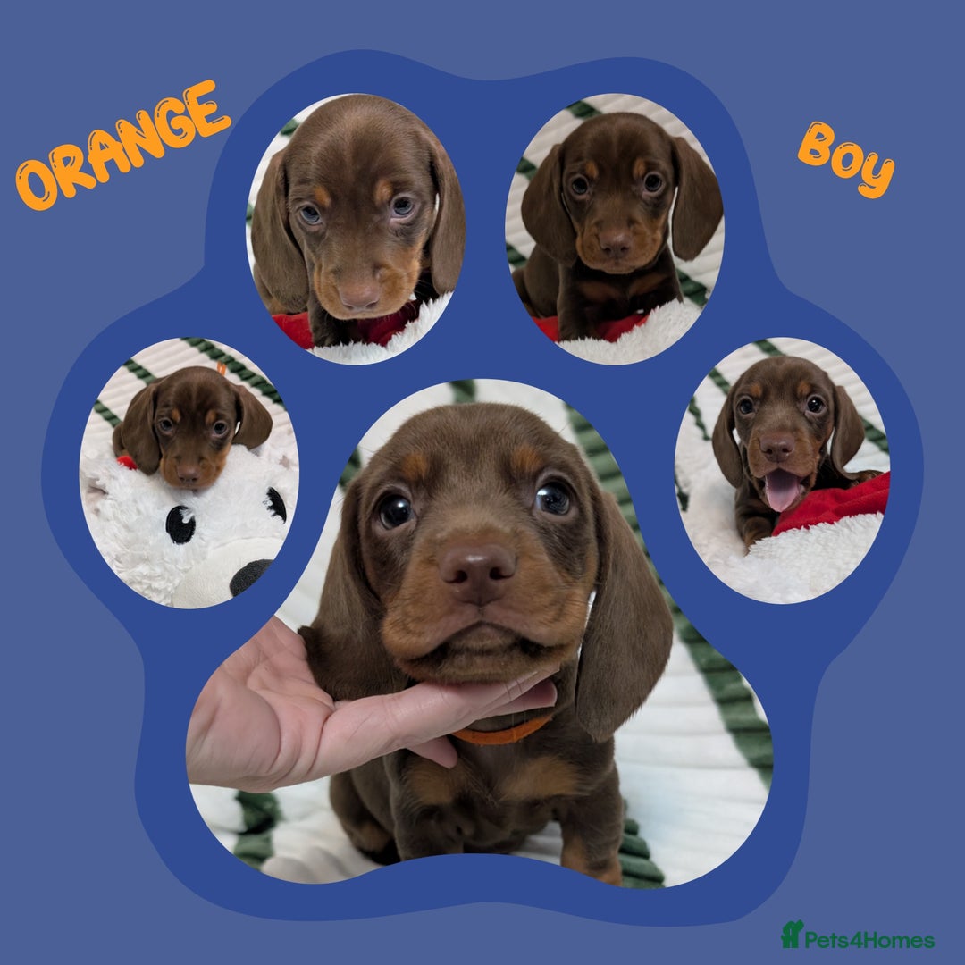 Miniature Dachshund dogs for sale: KC Reg miniature smooth hair daschund boy pups - Advert 11