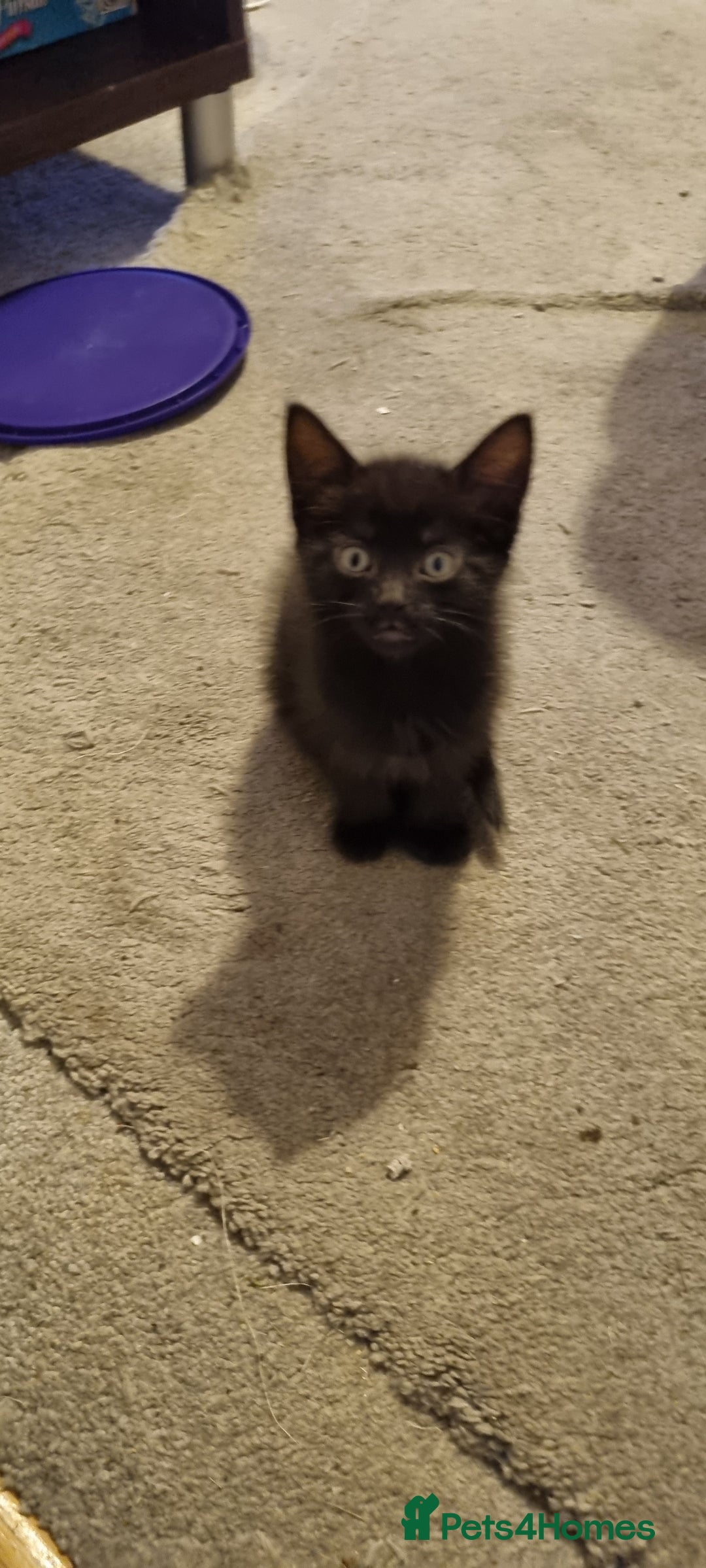 Mixed Breed cats for sale: 2 Little Black Girl Kittens - Advert 2