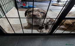 Cocker Spaniel dogs for sale: Beautiful Cocker Spaniel Puppies  - Image 5