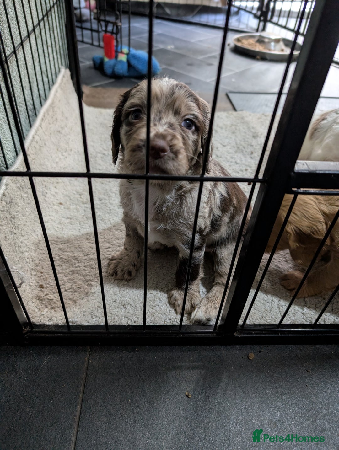 Cocker Spaniel dogs for sale: Beautiful Cocker Spaniel Puppies  - Image 5