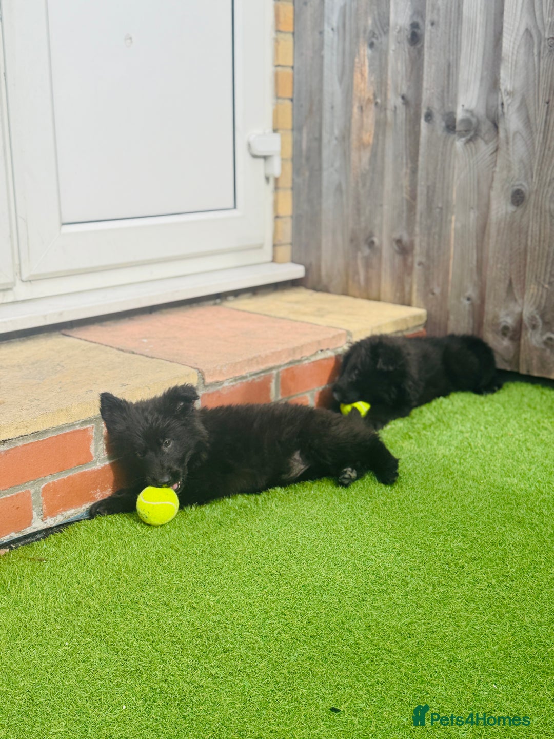 Mixed Breed dogs for sale: G.Sehepherd&white swiss Shepherd long coat puppies - Image 7