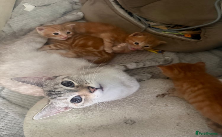 Maine Coon cats Ginger kittens - Advert 1