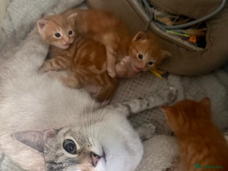 Maine Coon cats Ginger kittens - Advert 3