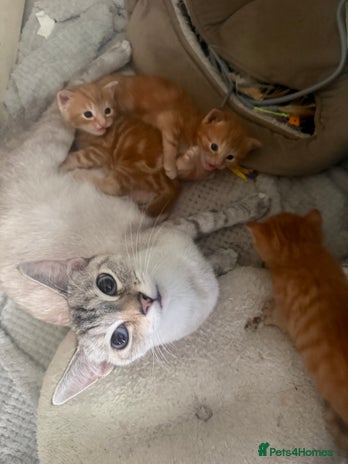 Maine Coon cats Ginger kittens - Advert 1