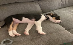 Mixed Breed dogs for sale: LabXlurcher male pup - Advert 3