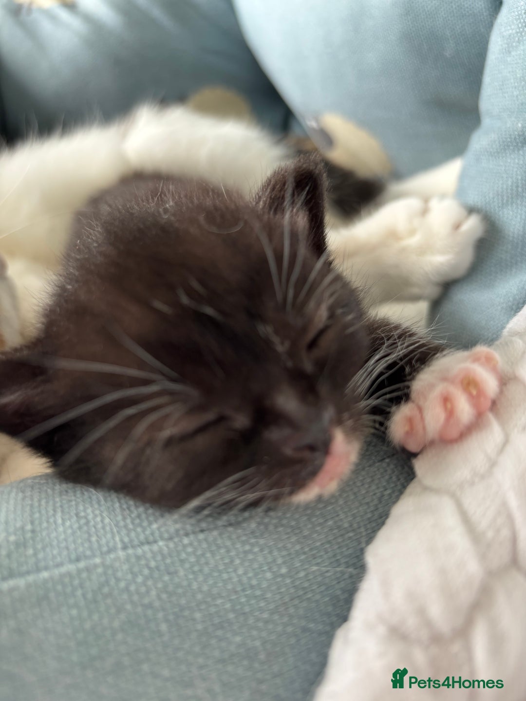 Mixed Breed cats for sale: Cuddly black tux kitten - Image 6