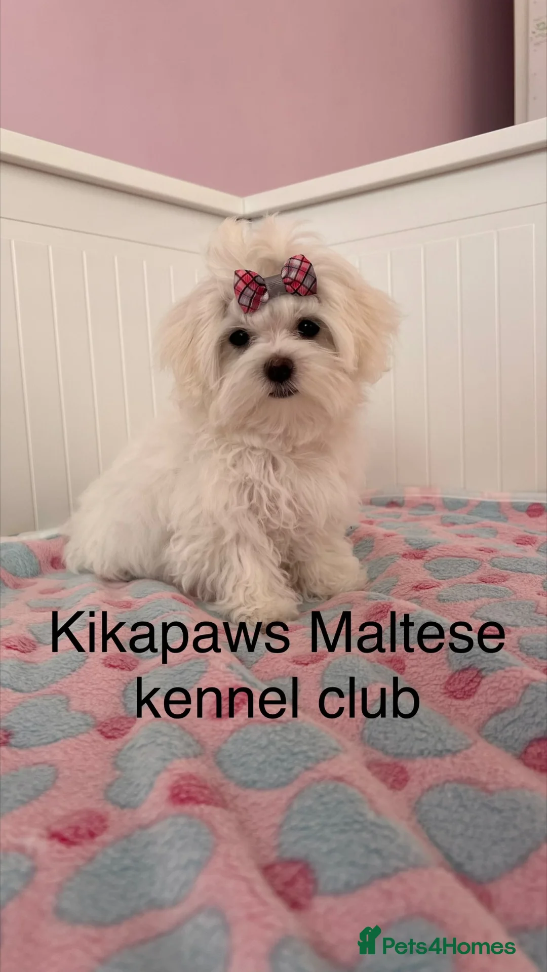 Maltese dogs for sale: READY😍 Puppies with 15 champions in bloodline🏆  - Advert 1