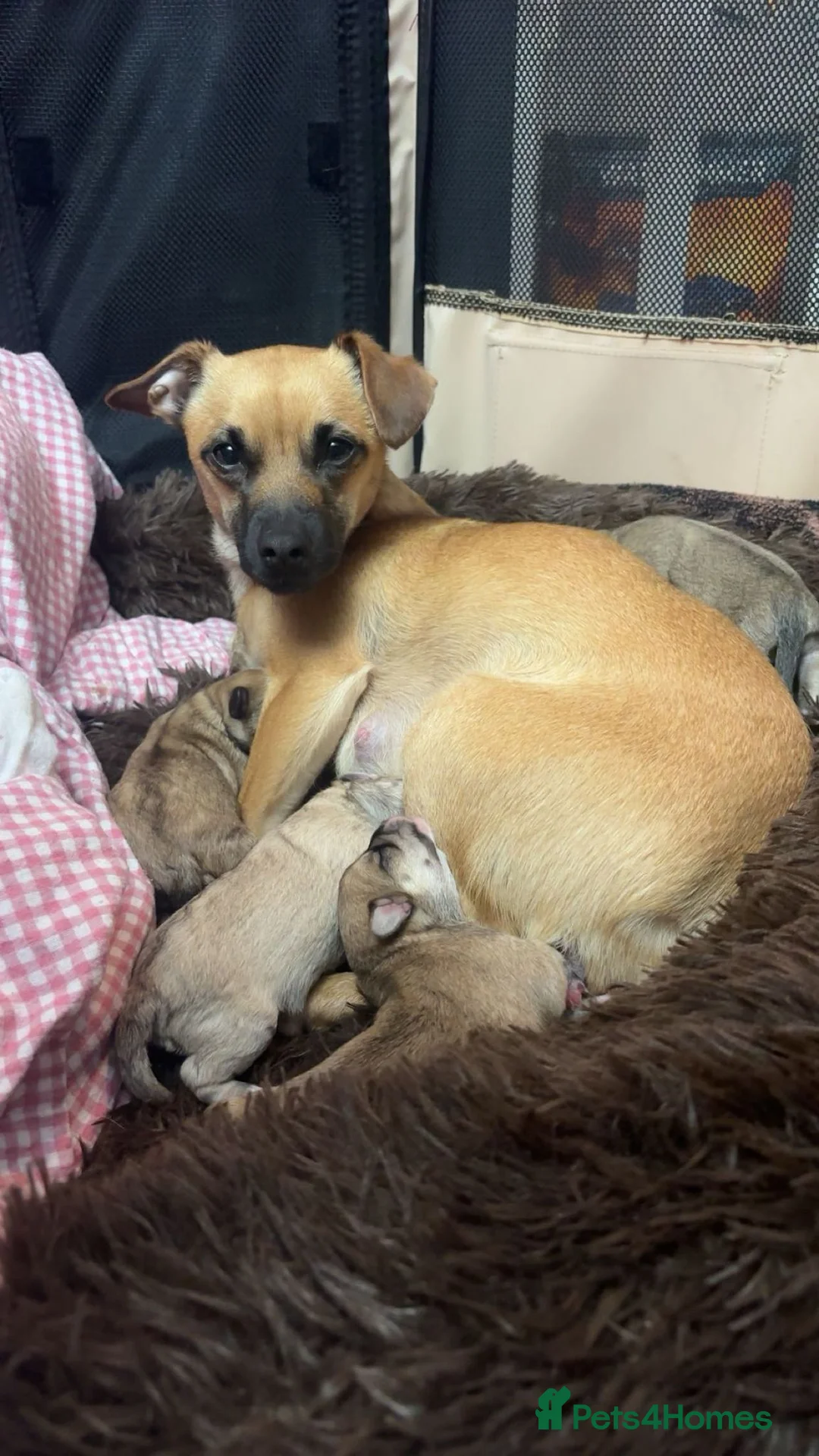 Mixed Breed dogs for sale: Maltese x Terrier in Mansfield - Advert 2