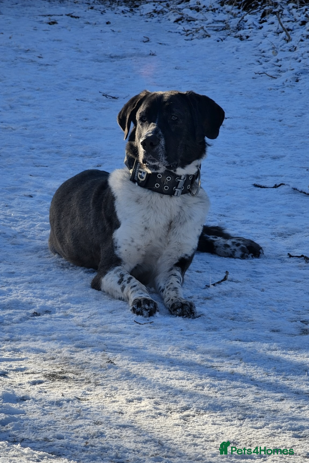 Turkish Kangal dogs Young Kangal looking for new home - Advert 5